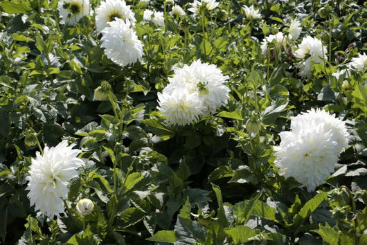 Bulbi di Dalia Fleurel Bianca – Fiore gigante elegante