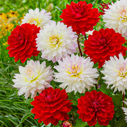 Bulbi di Dalia Edinburgh Rosso/Bianco – Bicolore elegante