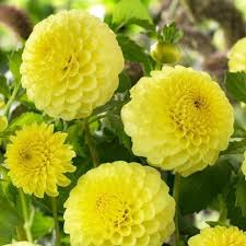 Bulbi di Dalia Deepest Yellow / Golden Sceptre Gialla