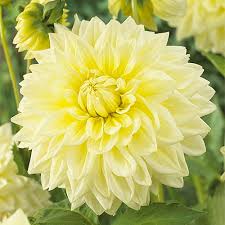 Bulbi di Dalia Deepest Yellow / Golden Sceptre Gialla