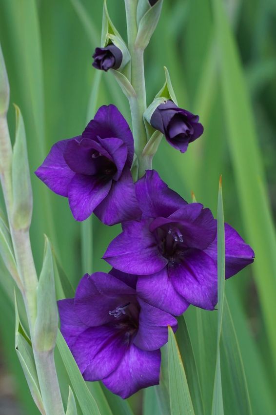 Bulbi di Gladiolo Fidelio Viola 12/14 – Eleganza slanciata