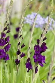 Bulbi di Gladiolo Fidelio Viola 12/14 – Eleganza slanciata