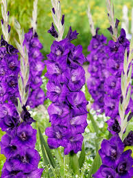 Bulbi di Gladiolo Fidelio Viola 12/14 – Eleganza slanciata
