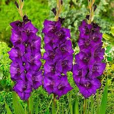 Bulbi di Gladiolo Fidelio Viola 12/14 – Eleganza slanciata