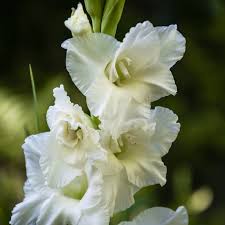 Bulbi di Gladiolo White Prosperity Bianco 12/14
