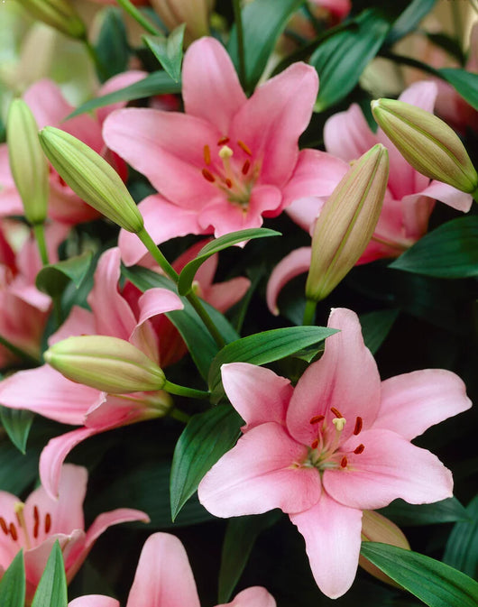 Bulbi di Lilium Asiatic Pink Rosa 14/16 – Fioritura elegante e vivace