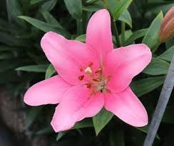 Bulbi di Lilium Asiatic Pink Rosa 14/16 – Fioritura elegante e vivace