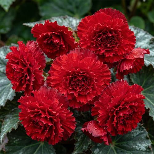 Bulbi di Begonia Rosso Scuro 5/6 – Fioritura intensa e decorativa