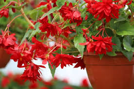 Bulbi di Begonia Rosso Scuro 5/6 – Fioritura intensa e decorativa