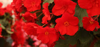 Bulbi di Begonia Rosso Scuro 5/6 – Fioritura intensa e decorativa
