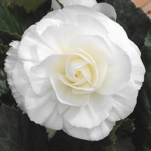 Bulbi di Begonia Bianco 5/6 – Fioritura elegante e luminosa