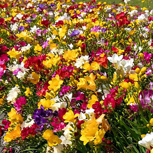 Bulbi di Fresia Singola Assortito 5+ – Fiori profumati e vivaci