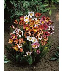 Bulbi di Sparaxis Assortito 4+ – Fiori vivaci e decorativi