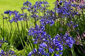 Bulbi di Agapanthus Blu I – Fioritura elegante e duratura