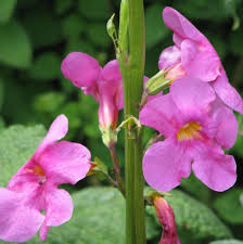 Bulbi di Incarvillea Delavayi Rosa I – Fiori eleganti e raffinati