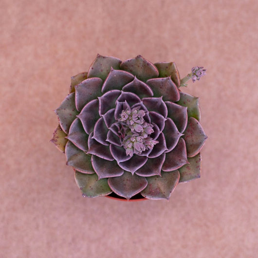 Graptopetalum Vaso 8 – Pianta Grassa Ornamentale da Collezione