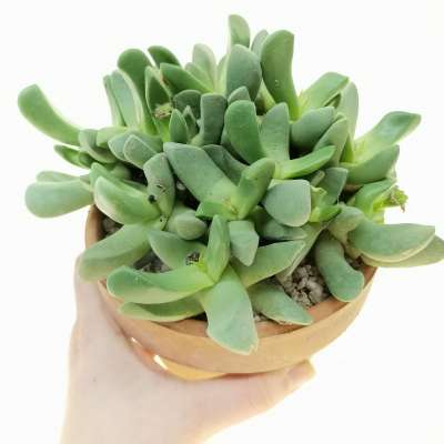 Glottiphyllum Vaso 8 – Succulenta Compatta da Collezione
