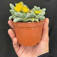Glottiphyllum Vaso 8 – Succulenta Compatta da Collezione