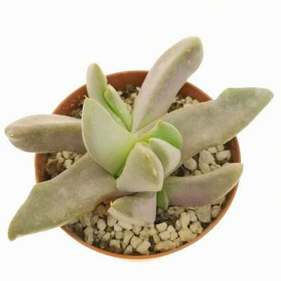 Glottiphyllum Vaso 8 – Succulenta Compatta da Collezione