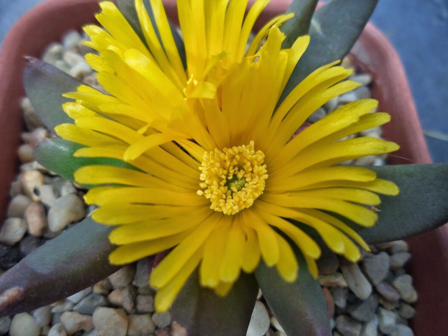 Glottiphyllum Vaso 8 – Succulenta Compatta da Collezione