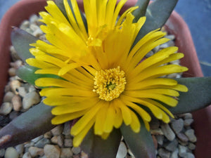 Glottiphyllum Vaso 8 – Succulenta Compatta da Collezione