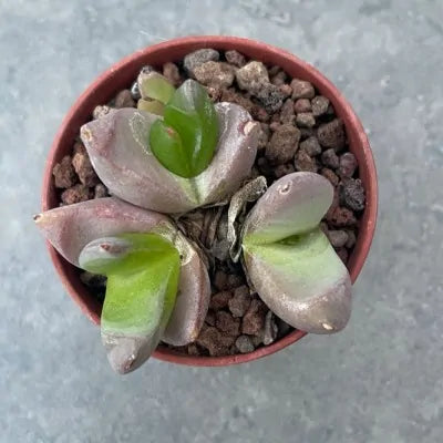 Glottiphyllum Vaso 8 – Succulenta Compatta da Collezione