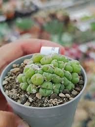 Conophytum Vaso 5,5 – Mini Succulenta Rara da Collezione