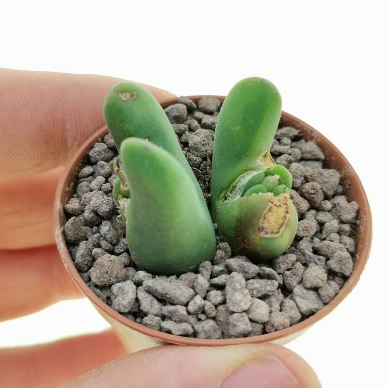 Conophytum Vaso 5,5 – Mini Succulenta Rara da Collezione
