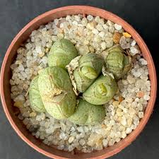 Conophytum Vaso 5,5 – Mini Succulenta Rara da Collezione
