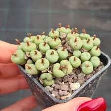 Conophytum Vaso 5,5 – Mini Succulenta Rara da Collezione