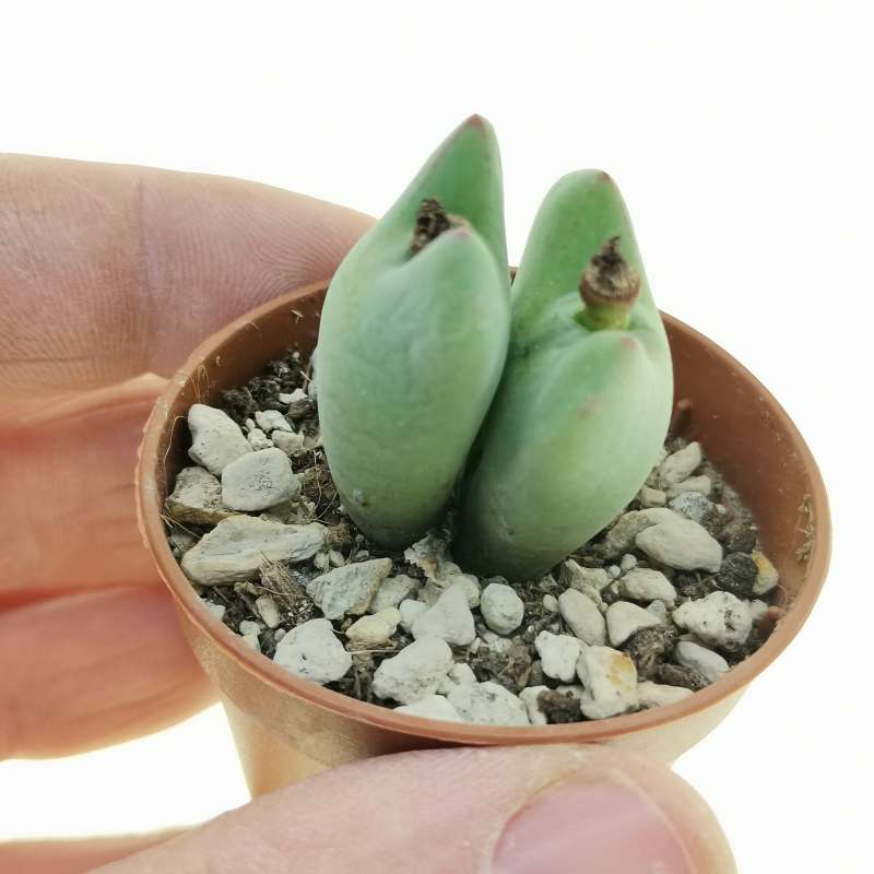 Conophytum Vaso 5,5 – Mini Succulenta Rara da Collezione
