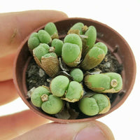 Conophytum Vaso 5,5 – Mini Succulenta Rara da Collezione