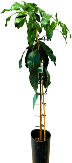 Pianta di Mango Pigna – Albero Tropicale da Frutto dal Gusto Dolce e Intenso