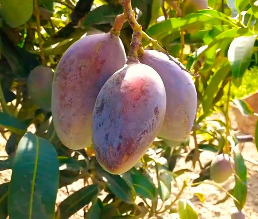 Pianta di Mango Pigna – Albero Tropicale da Frutto dal Gusto Dolce e Intenso