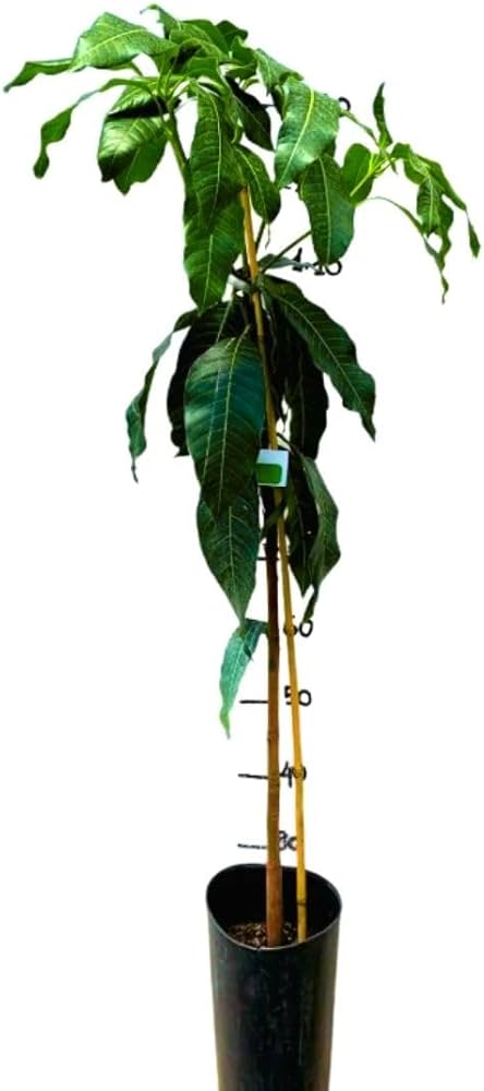 Pianta di Mango Zill – Varietà Tropicale dal Sapore Dolce e Aromatico