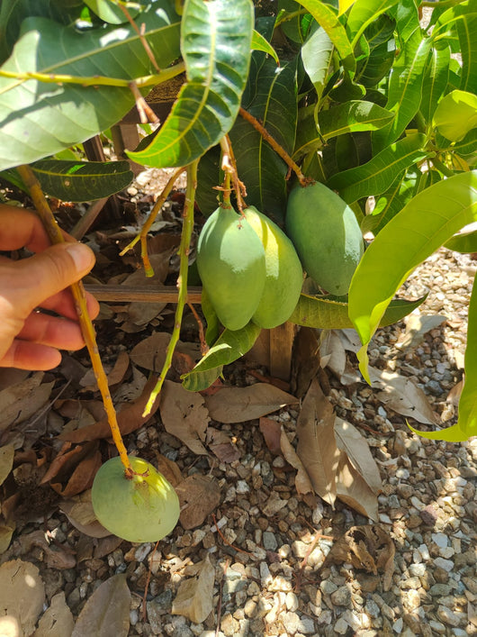 Pianta di Mango Coconut Cream – Varietà Tropicale dal Gusto Dolce e Cremoso