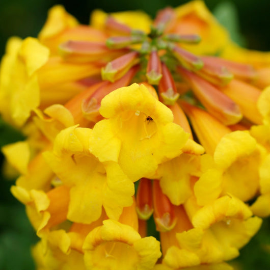 Pianta di Tecomaria Tropical Twist bignonia giallo-arancio vaso 18 cm AMDGarden