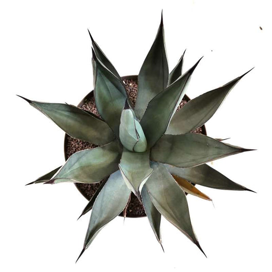 Pianta di Agave Nigra in vaso 30 cm – Pianta succulenta ornamentale resistente