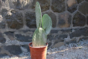 Pianta di Opuntia Titania in vaso 22 cm – Cactus ornamentale e decorativo