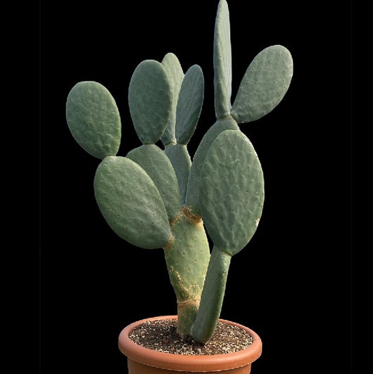 Pianta di Opuntia Titania in vaso 22 cm – Cactus ornamentale e decorativo