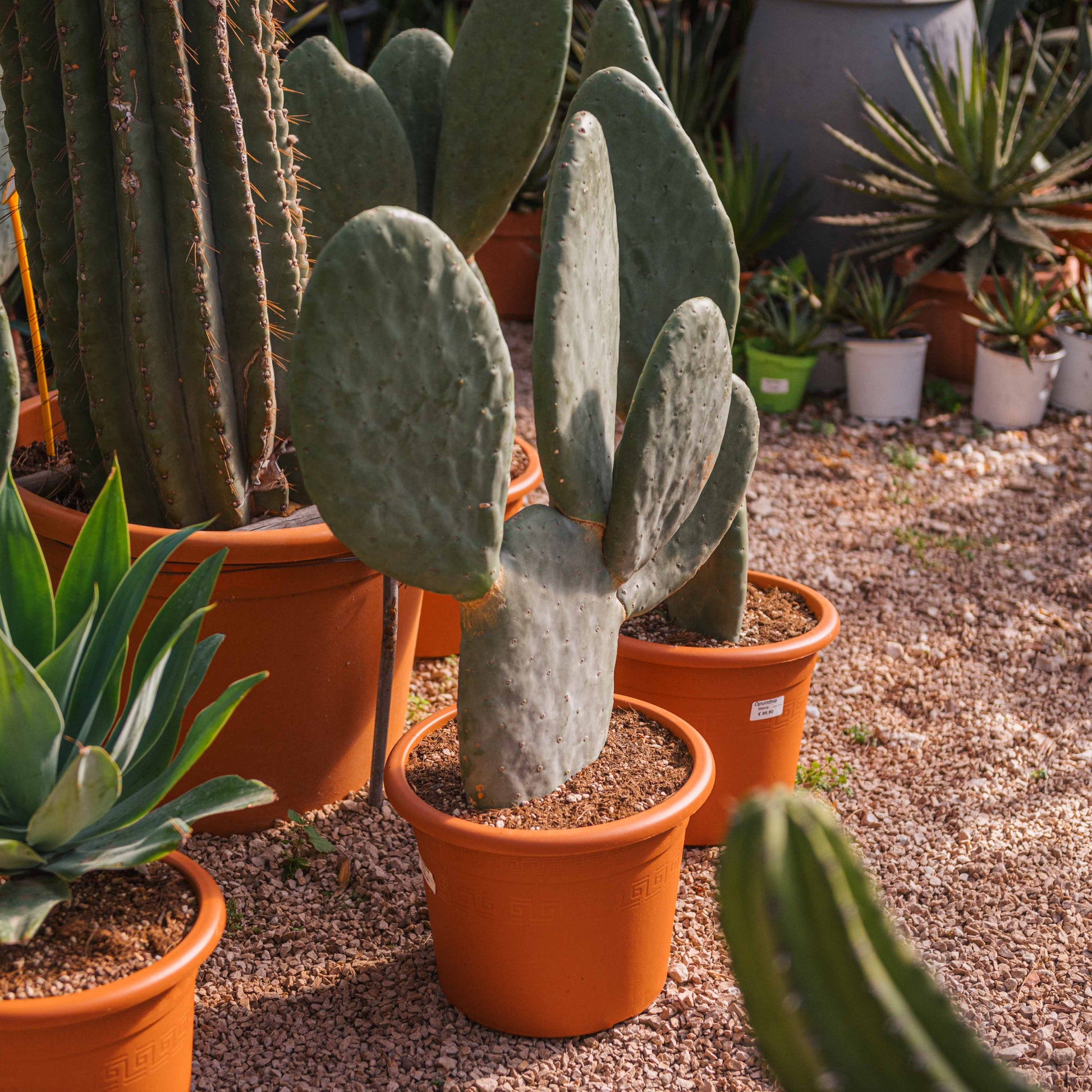 Pianta di Opuntia Titania in vaso 22 cm – Cactus ornamentale e decorativo