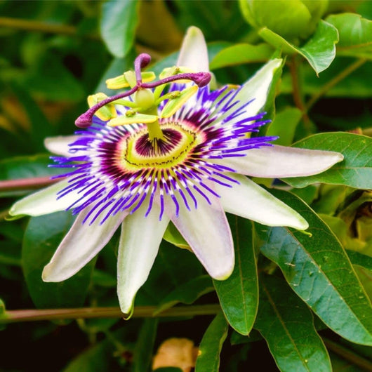 Passiflora caerulea vaso 17 cm – Rampicante ornamentale a fioritura esotica