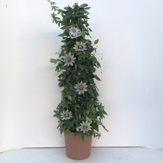 Passiflora caerulea vaso 17 cm – Rampicante ornamentale a fioritura esotica