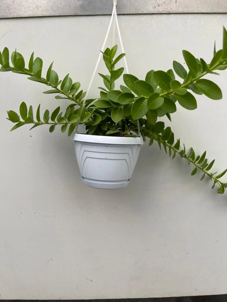 Hoya Cumingiana vaso 10cm foto reali pianta grassa foto reali