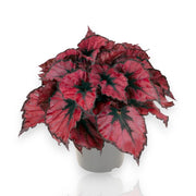 Gardenaria Begonia rex 'Kohala red' - Pianta da interno ornamentale Altezza: 25 cm (vaso 13)