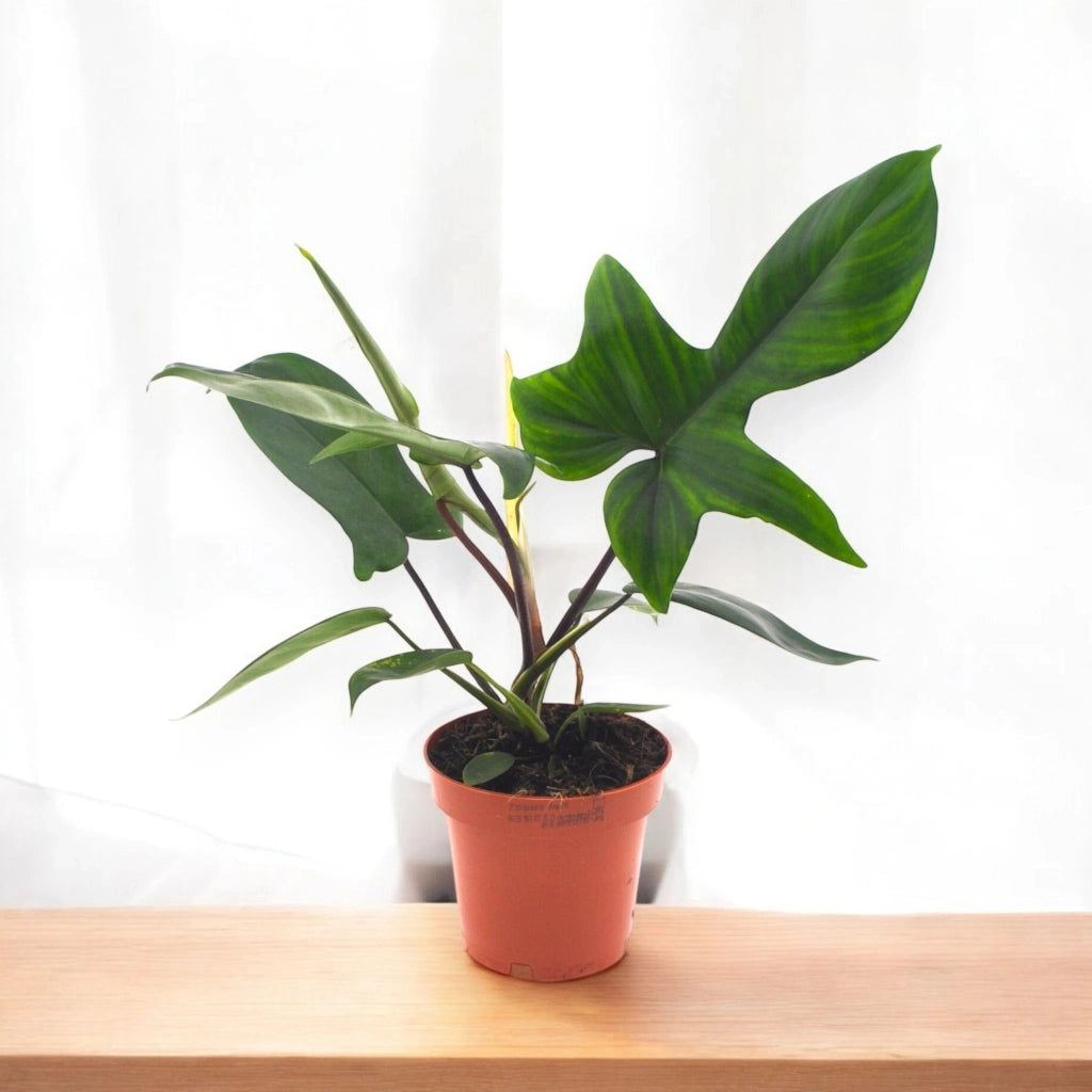 Gardenaria Philodendron 'Florida Green' - Pianta da interno ornamentale Altezza: 40 cm (vaso 12)