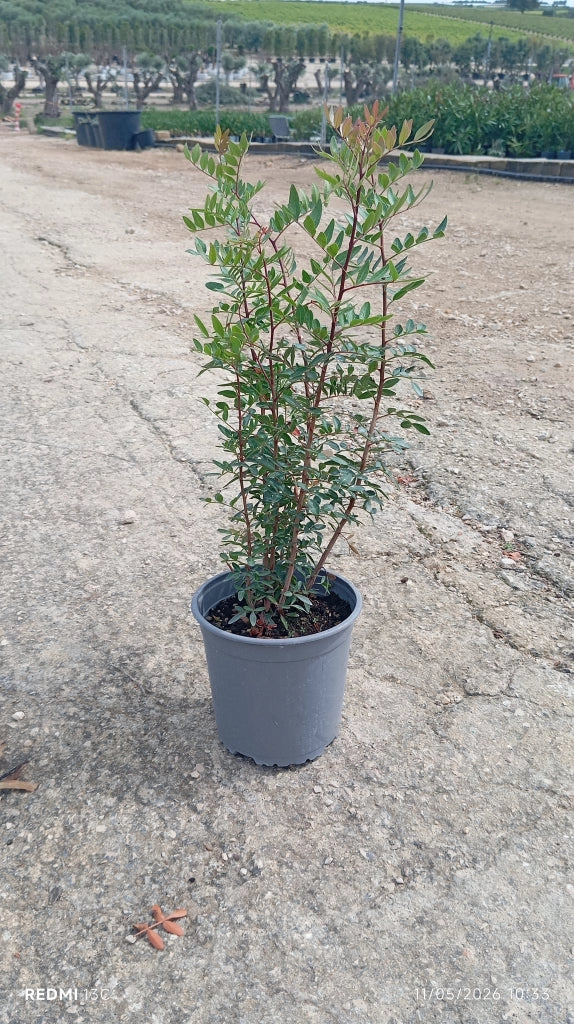 Lentisco Pistacia Lentiscus Cespuglio 17 cm Pianta Mediterranea Sempreverde