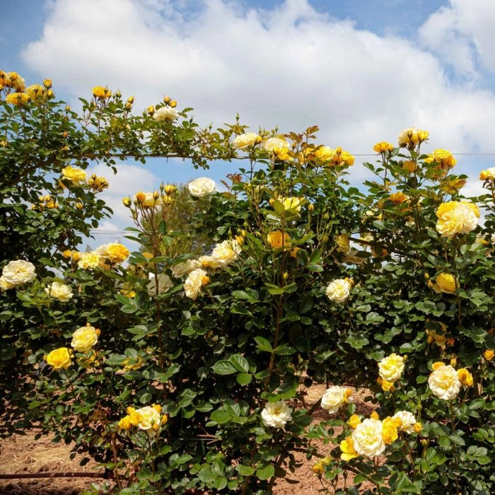 Pianta di Rosa Golden PAREO ® Meilland rampicante in vaso 20 cm AMDGarden