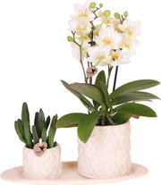 Insalata di Orchidee e Succulente con Vaso Ceramico Bianco e Foglia di Materia Organica Bianca