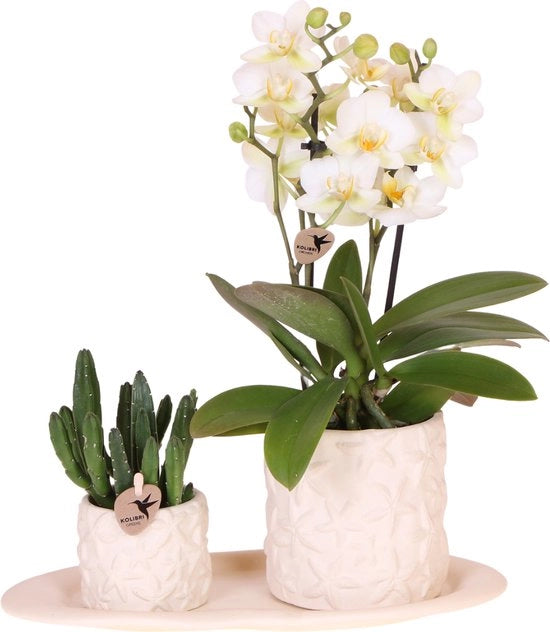 Insalata di Orchidee e Succulente con Vaso Ceramico Bianco e Foglia di Materia Organica Bianca